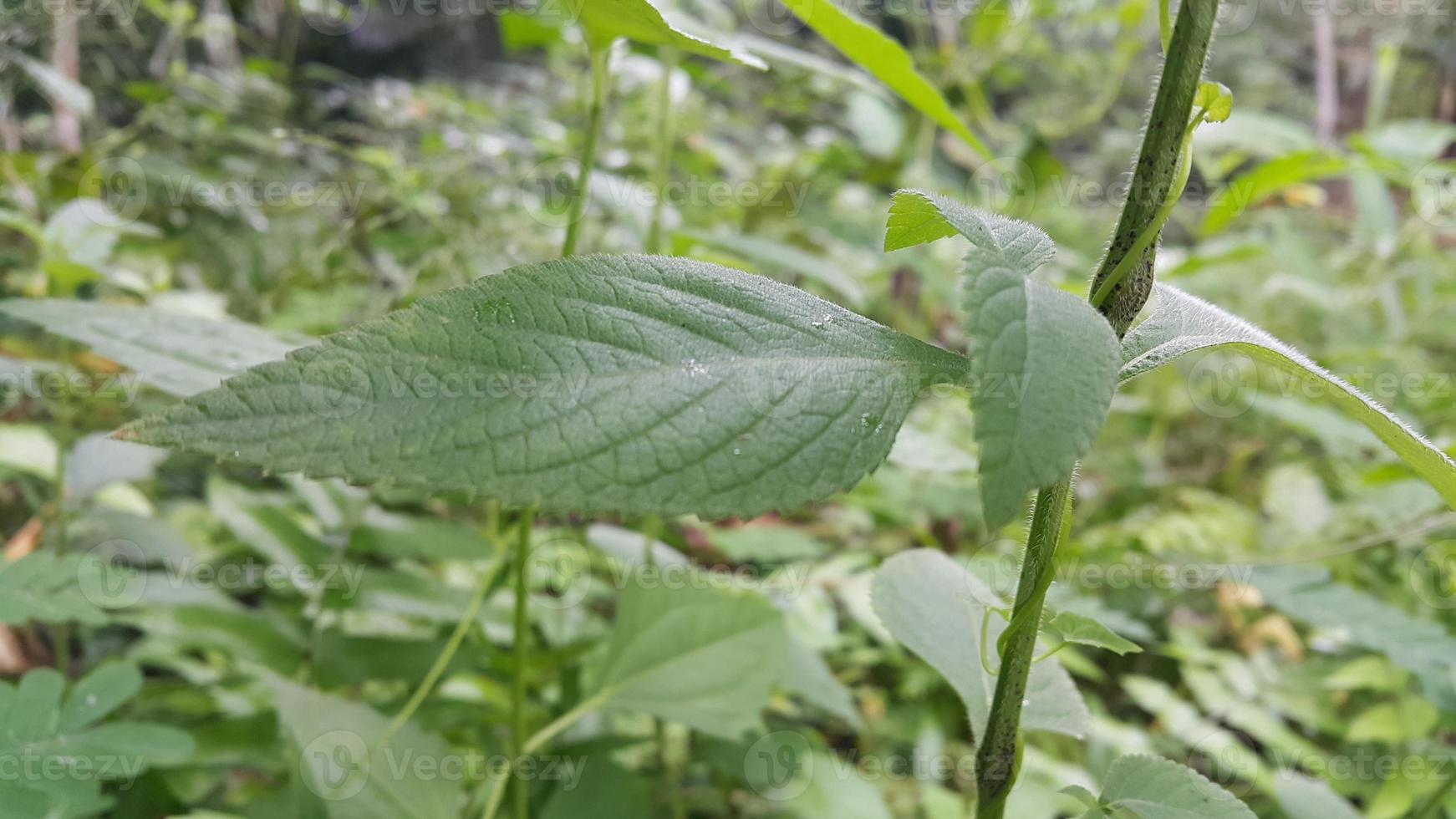 Textured leaf background. Photo of simple leaf texture in the forest.