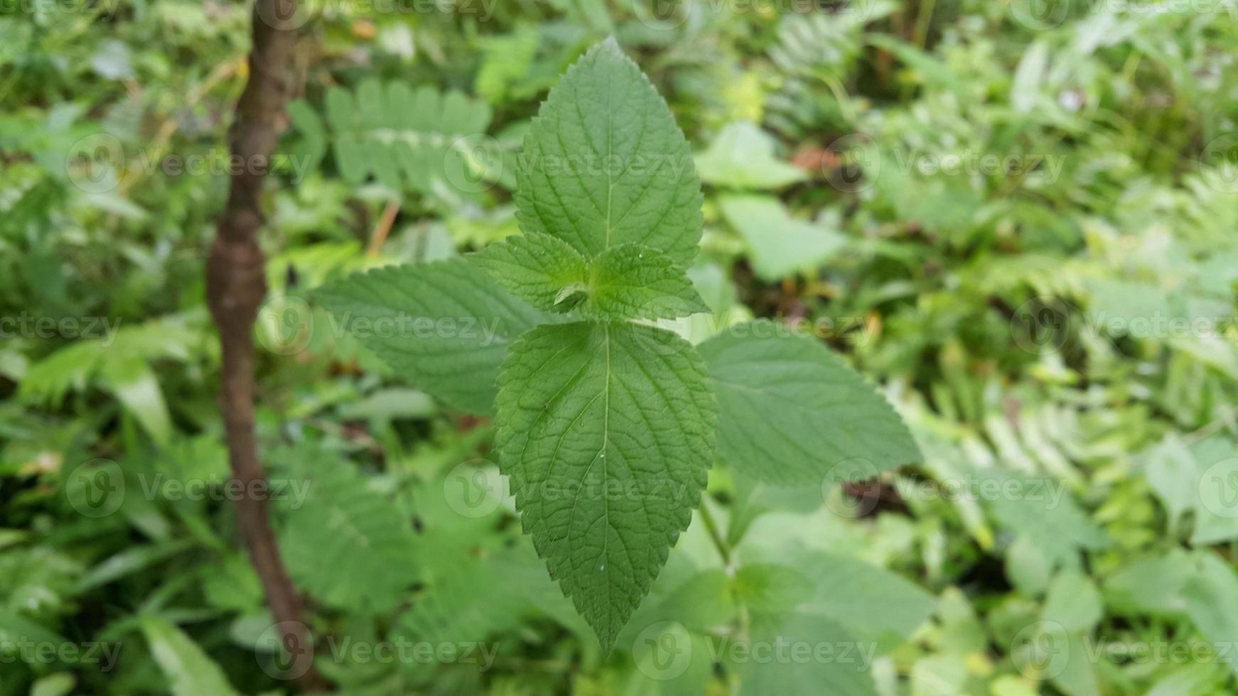 Textured leaf background. Photo of simple leaf texture in the forest.