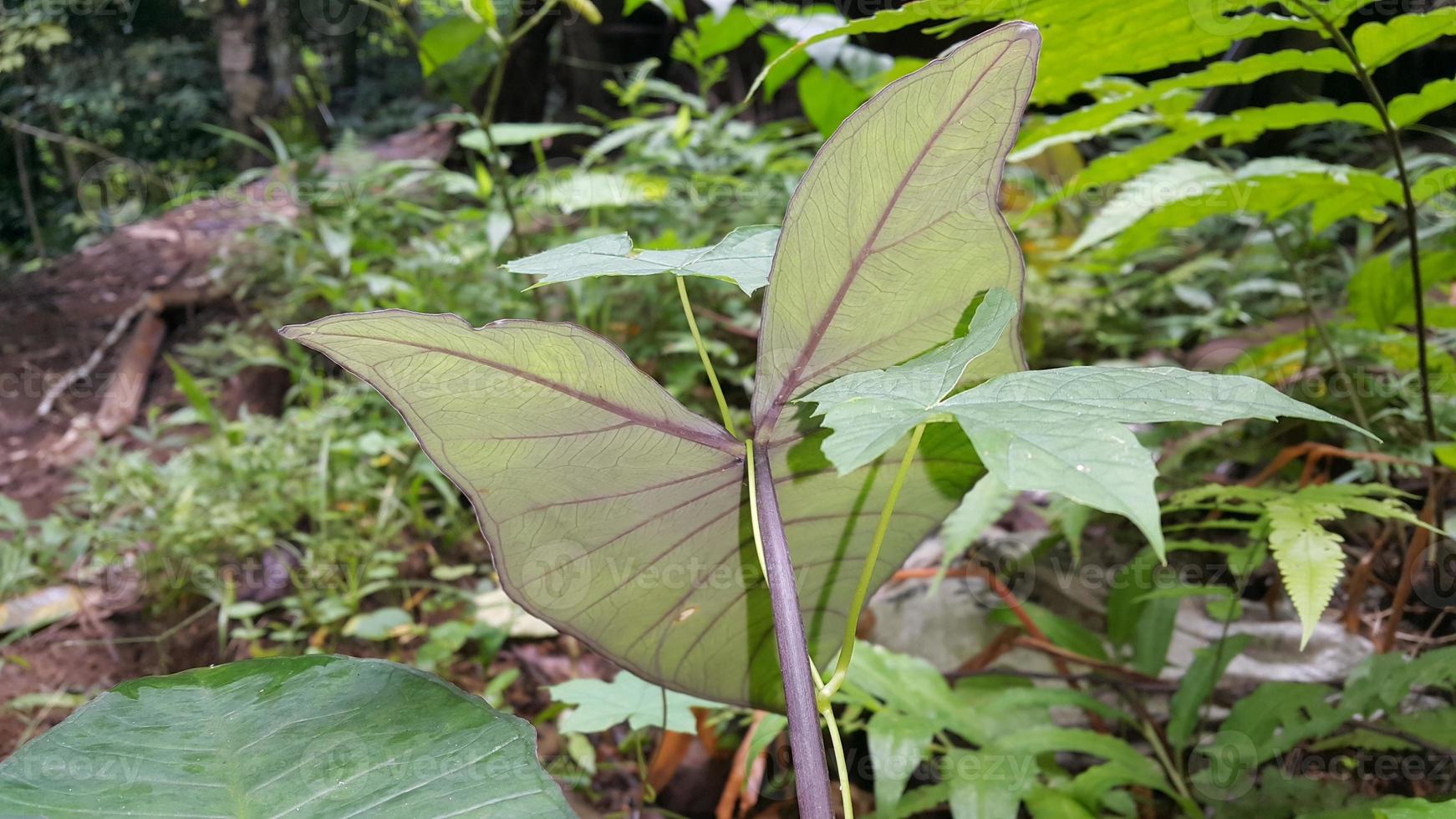 Photo of a simple taro leaf.
