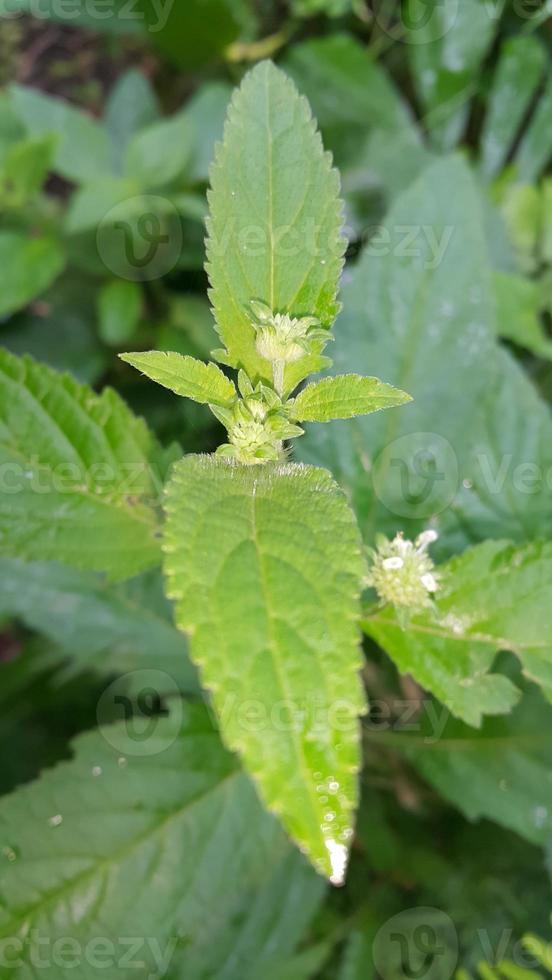 Textured leaf background. Photo of simple leaf texture in the forest.