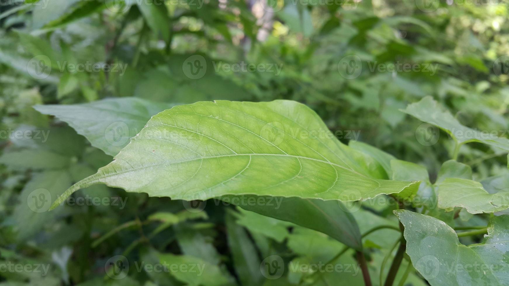 Textured leaf background. Photo of simple leaf texture in the forest.