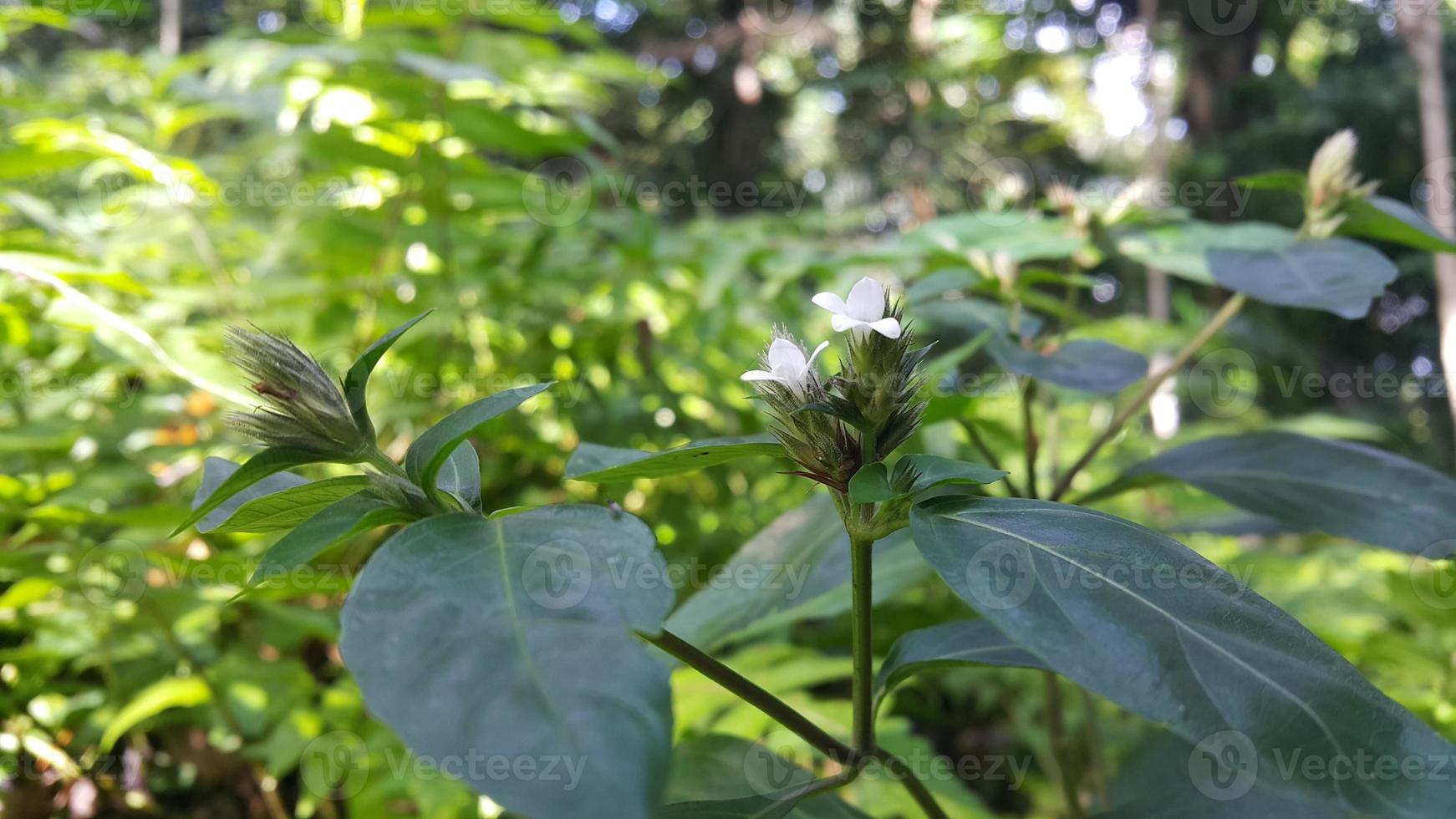 Textured leaf background. Photo of simple leaf texture in the forest.