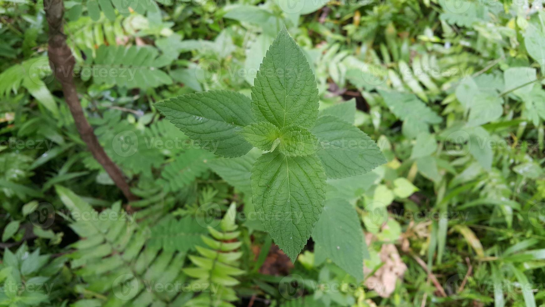 Textured leaf background. Photo of simple leaf texture in the forest.