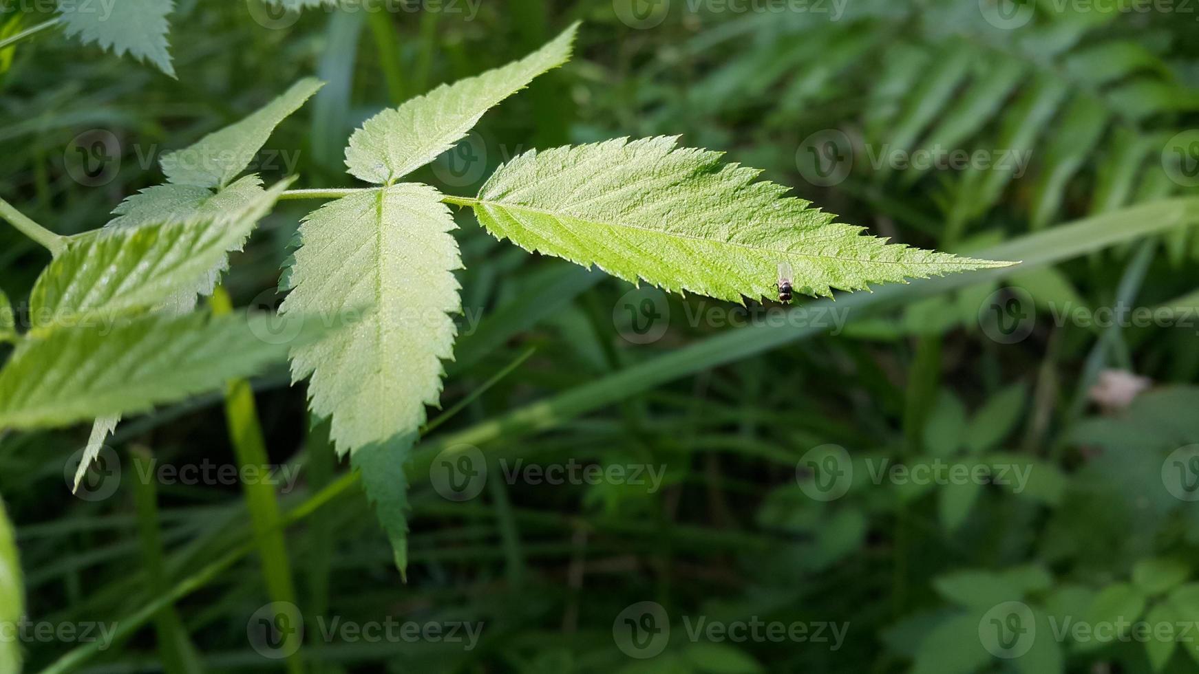 Textured leaf background. Photo of simple leaf texture in the forest.