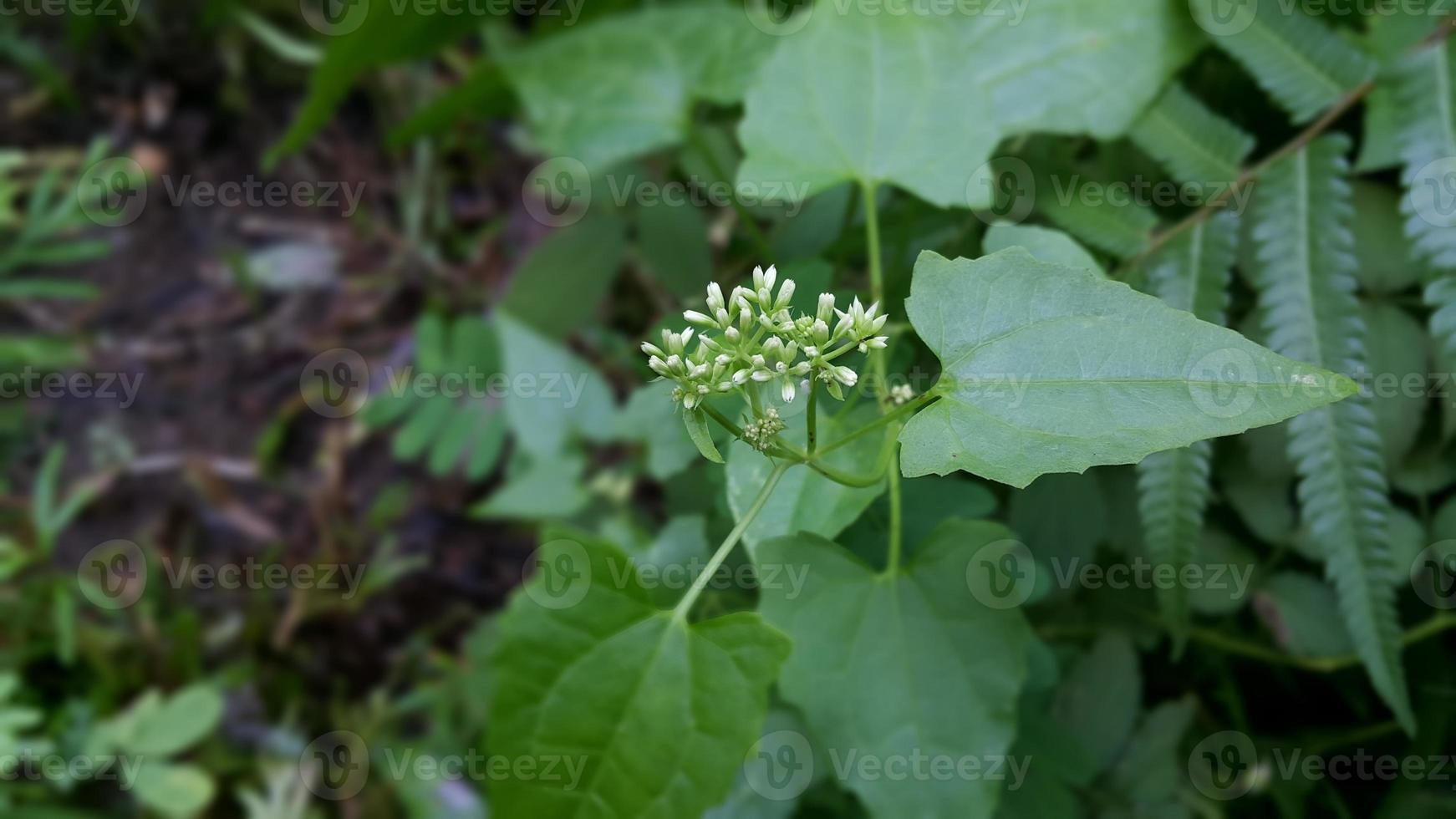 Textured leaf background. Photo of simple leaf texture in the forest.