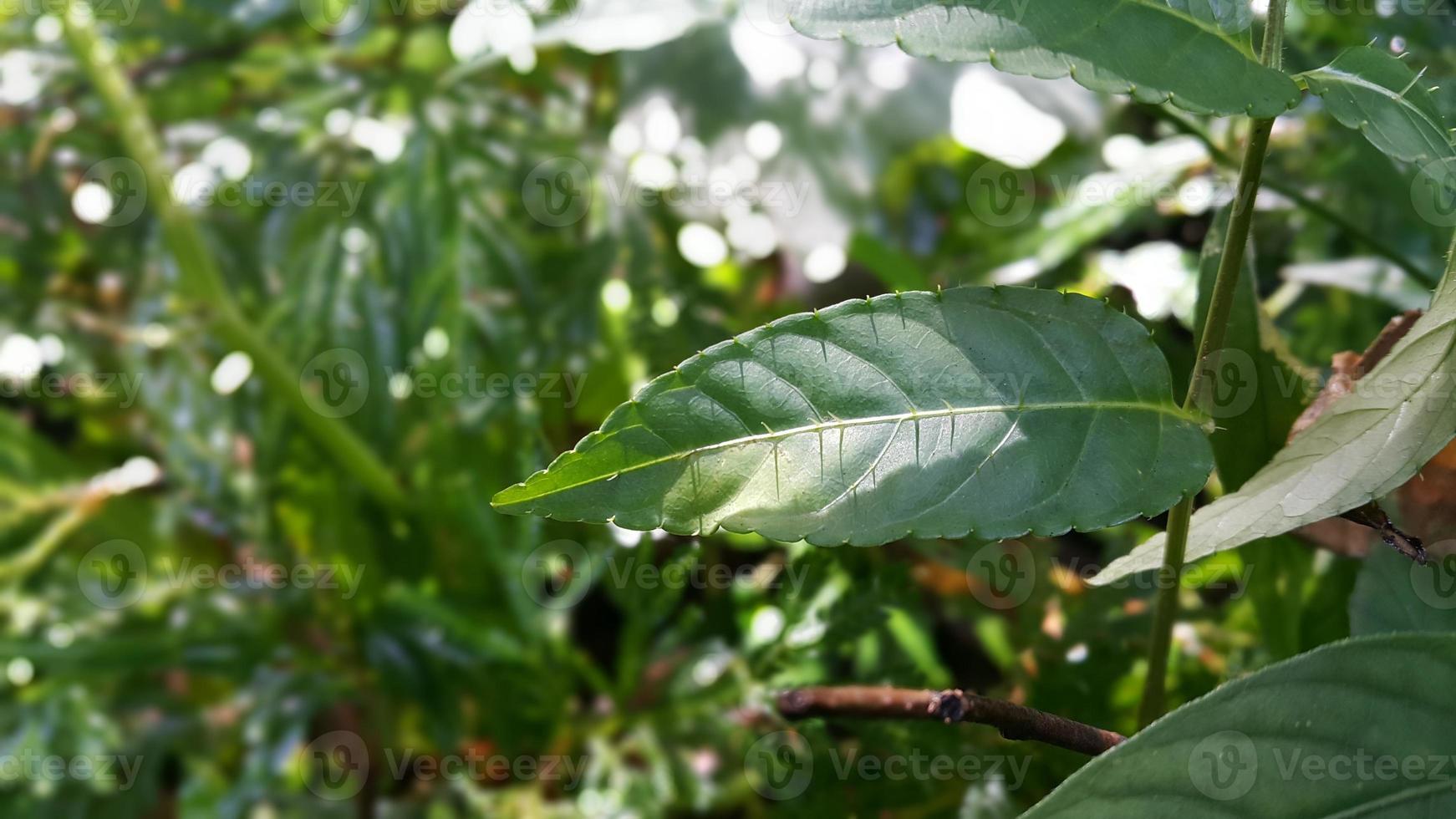 Textured leaf background. Photo of simple leaf texture in the forest.
