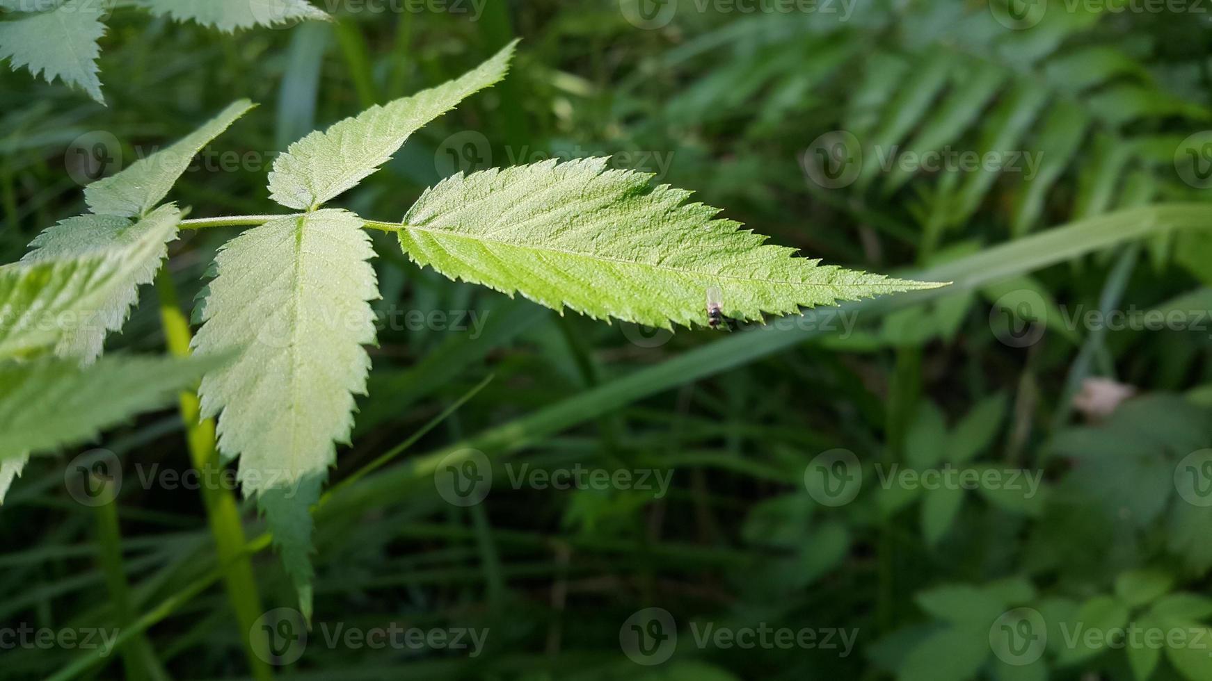 Textured leaf background. Photo of simple leaf texture in the forest.