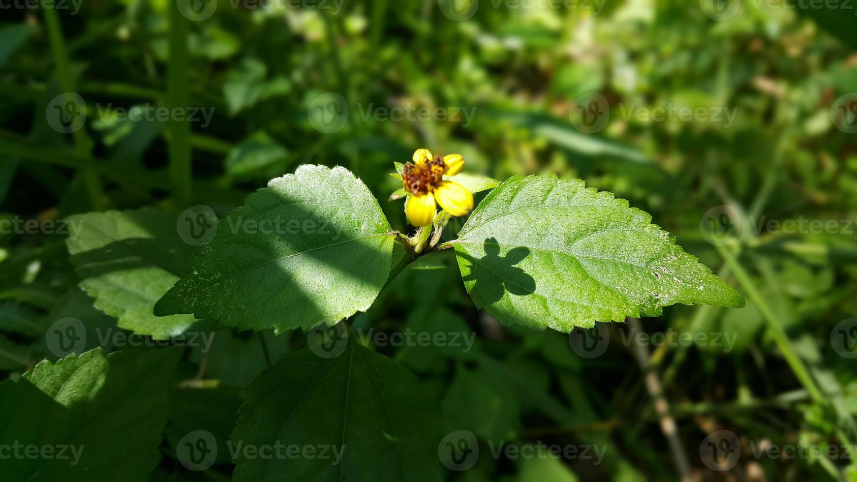 Textured leaf background. Photo of simple leaf texture in the forest.