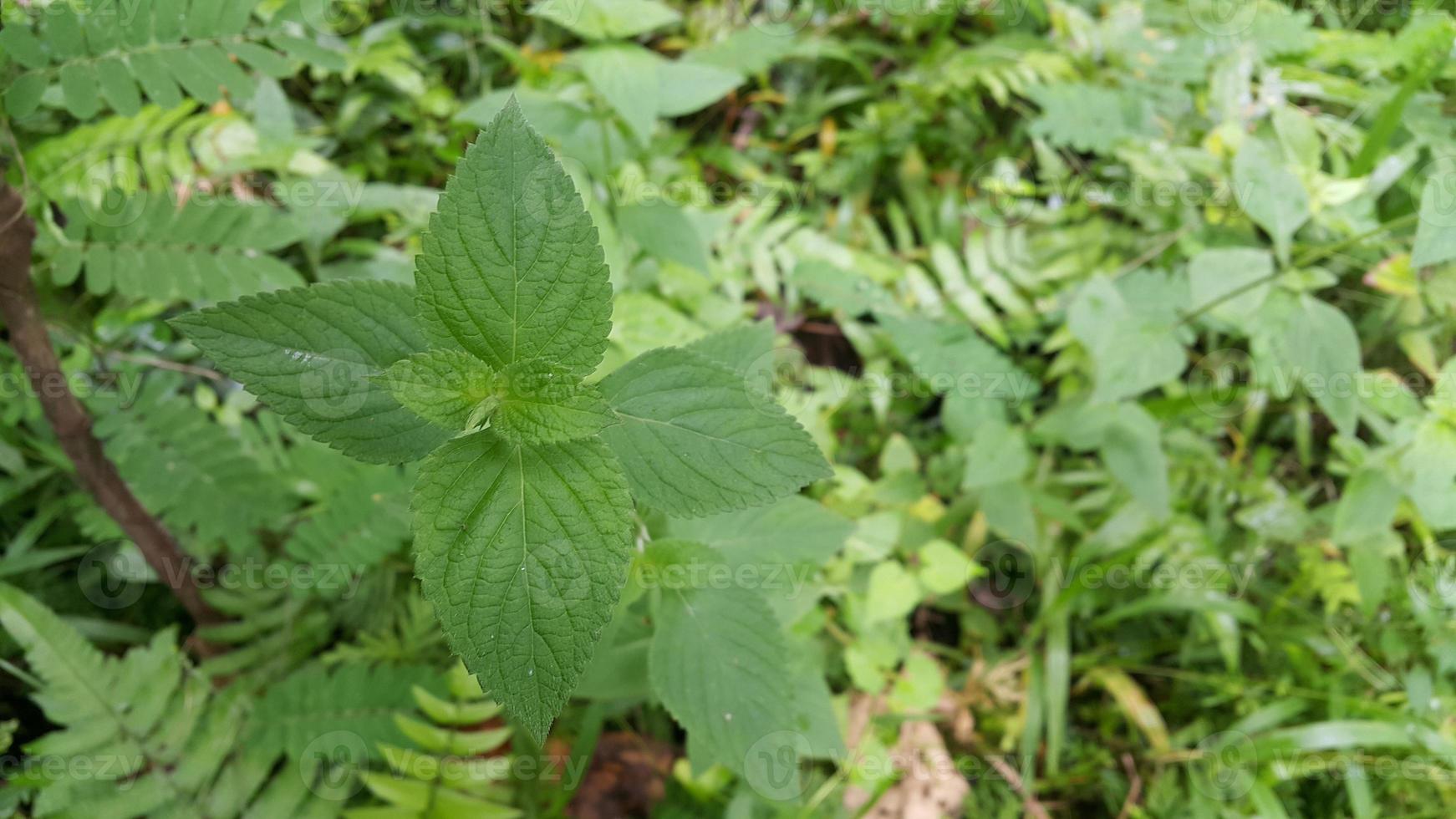 Textured leaf background. Photo of simple leaf texture in the forest.