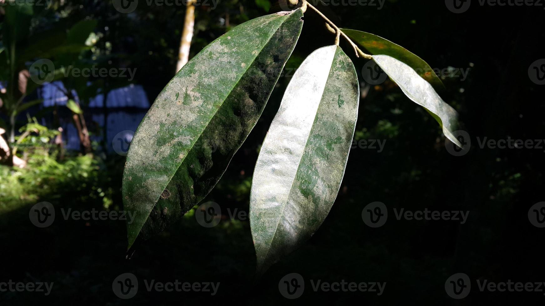 Leaf background with sunlight in the forest photo