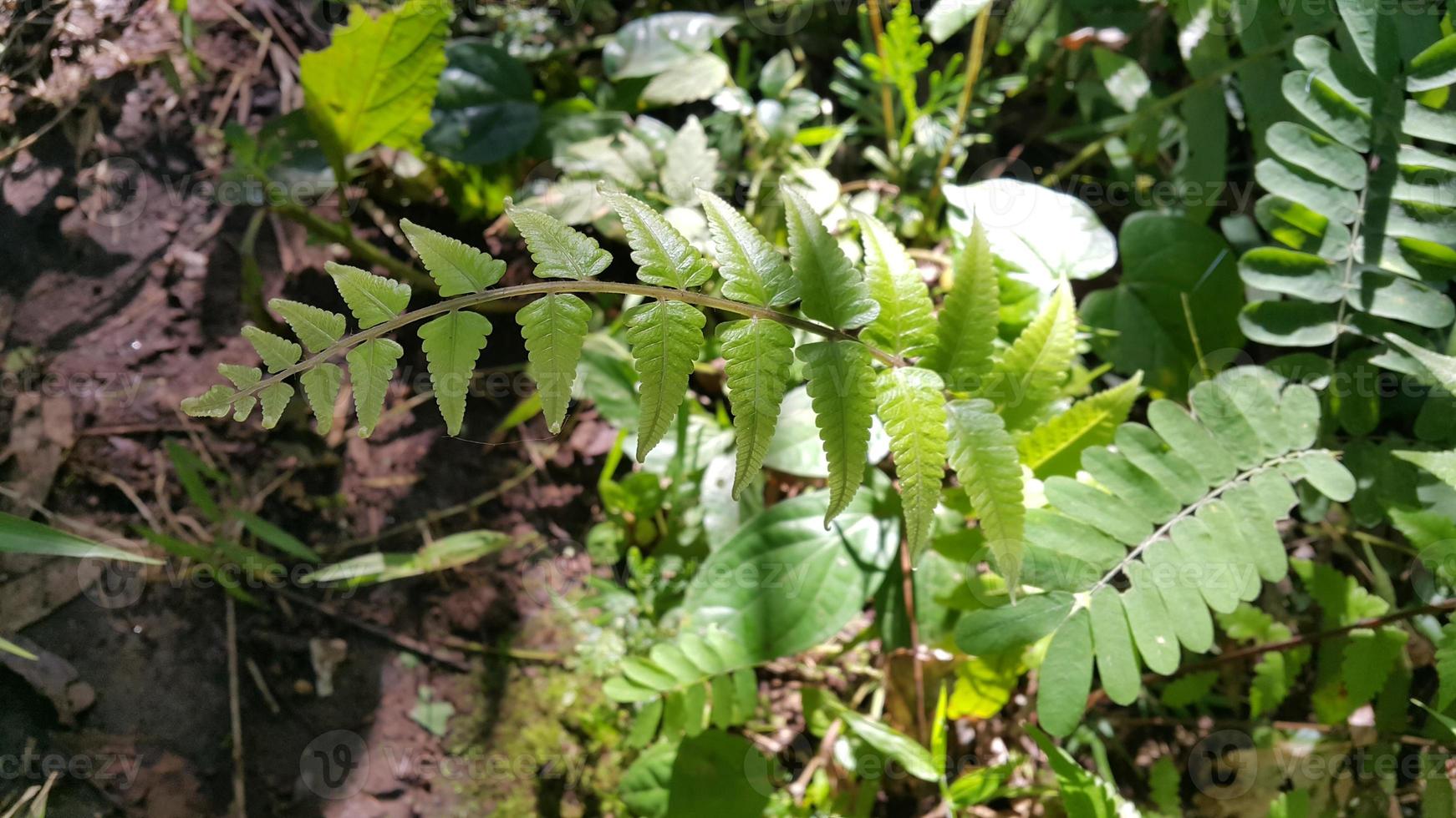 Textured leaf background. Photo of simple leaf texture in the forest.