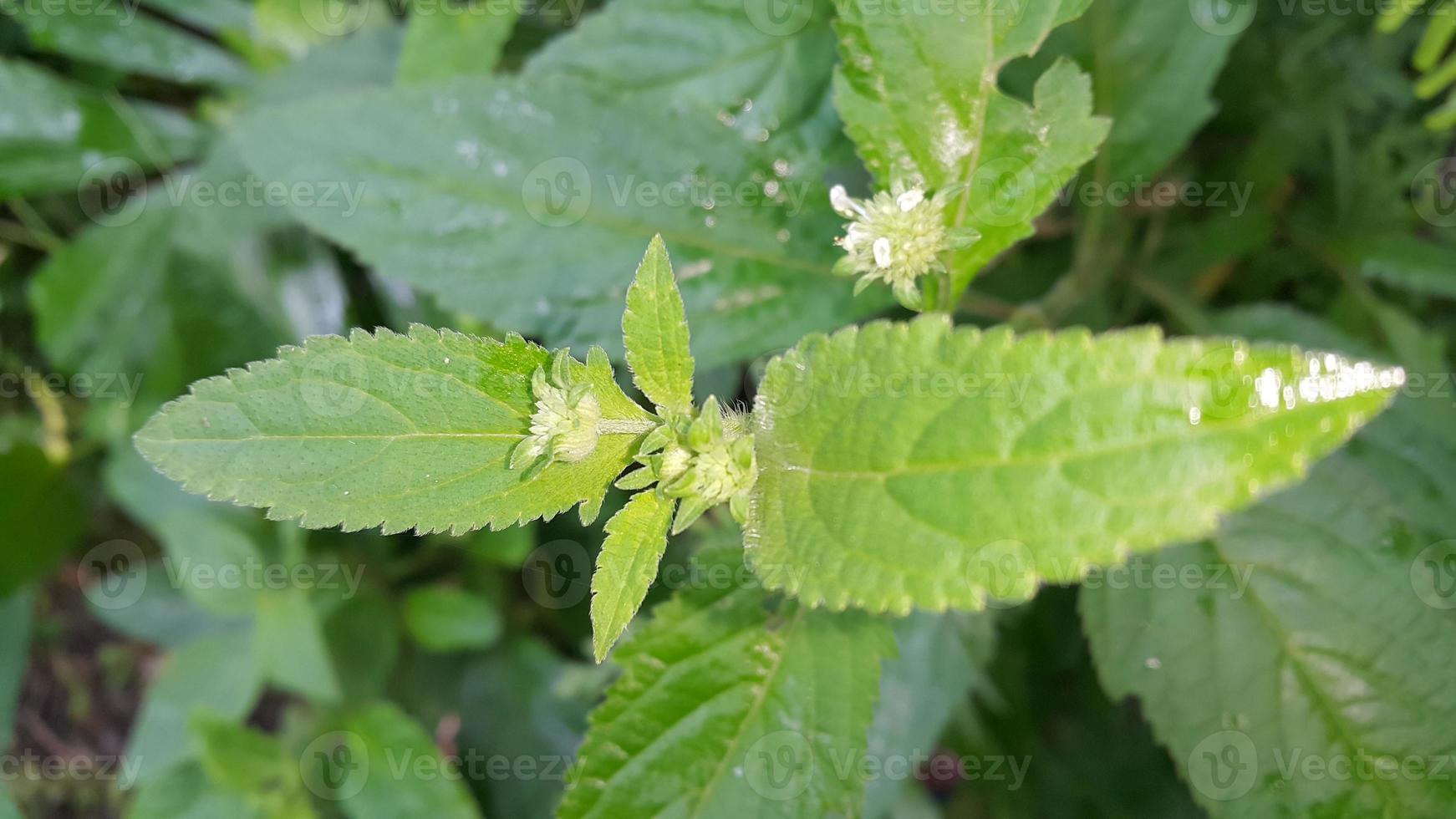 Textured leaf background. Photo of simple leaf texture in the forest.