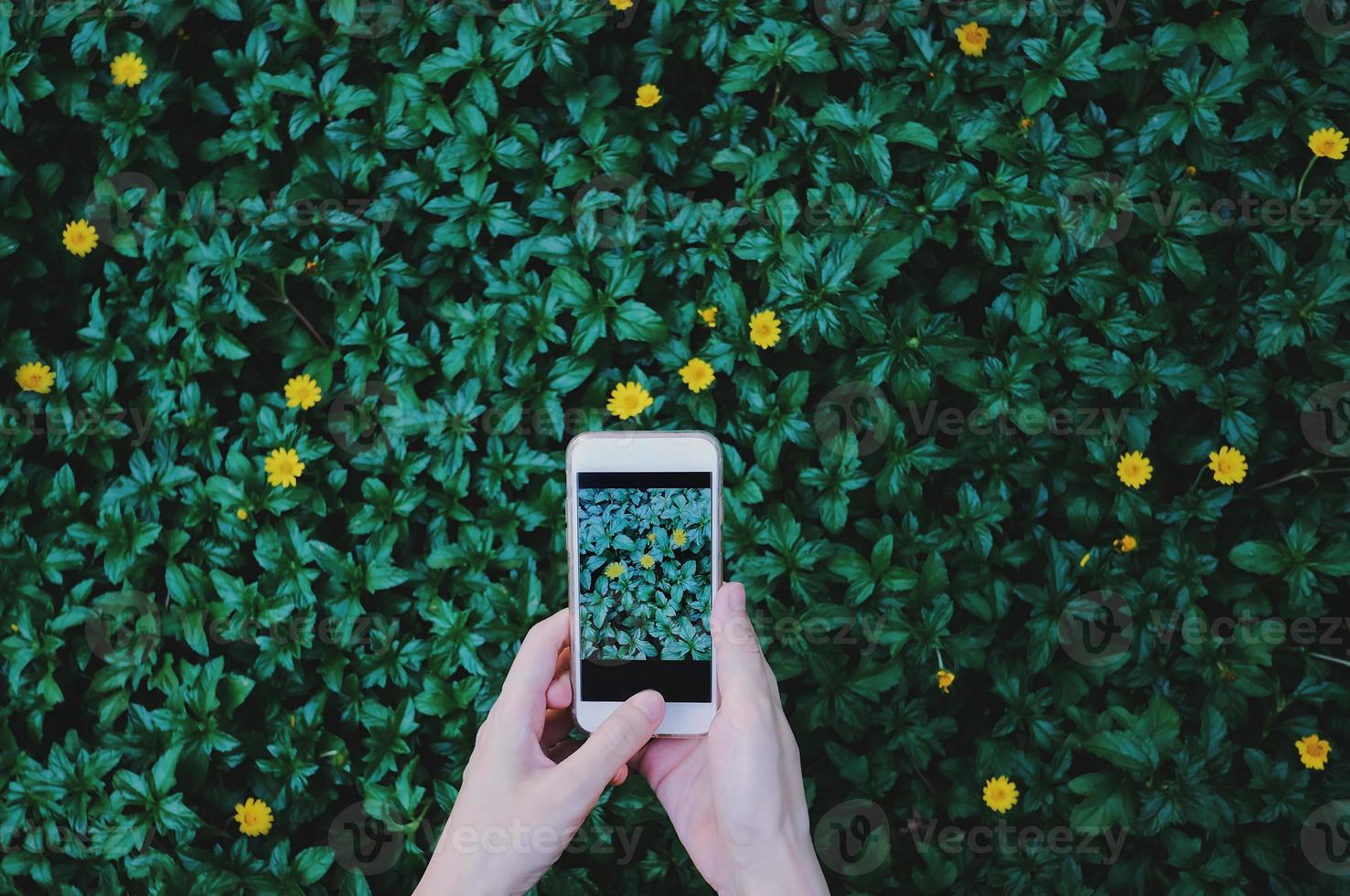 Female hand taking photo of beautiful flowers on green plant with smartphone at the garden