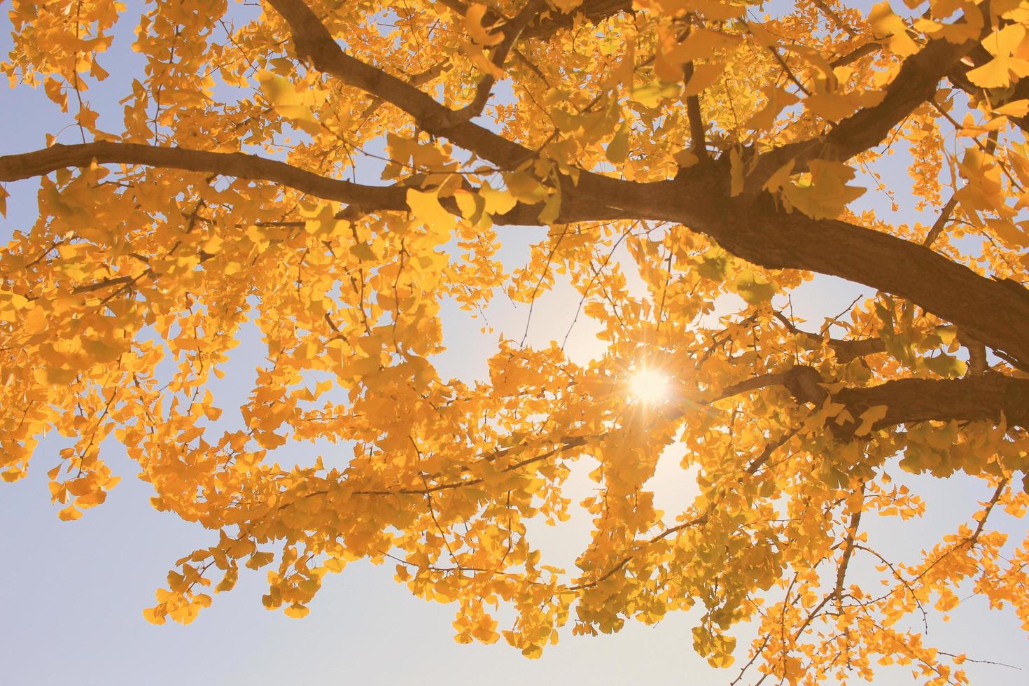 Ginkgo tree with yellow leaves, vintage color tone photo