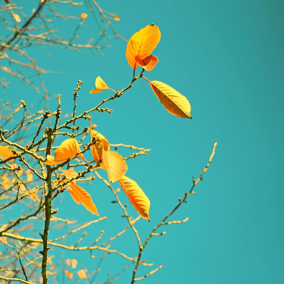 Autumn trees leaves in vintage color style with clear blue sky photo