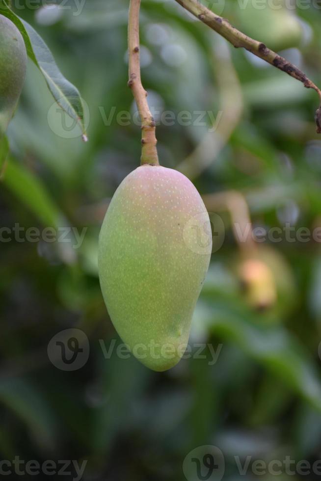 Mango on tree. Leaf tree mango. photo