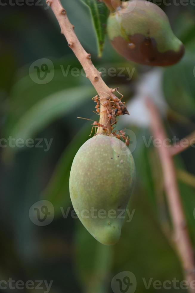 Mango on tree. Leaf tree mango. photo