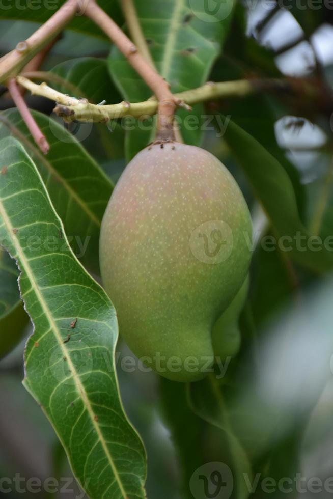mango en el árbol. mango de árbol de hoja. foto