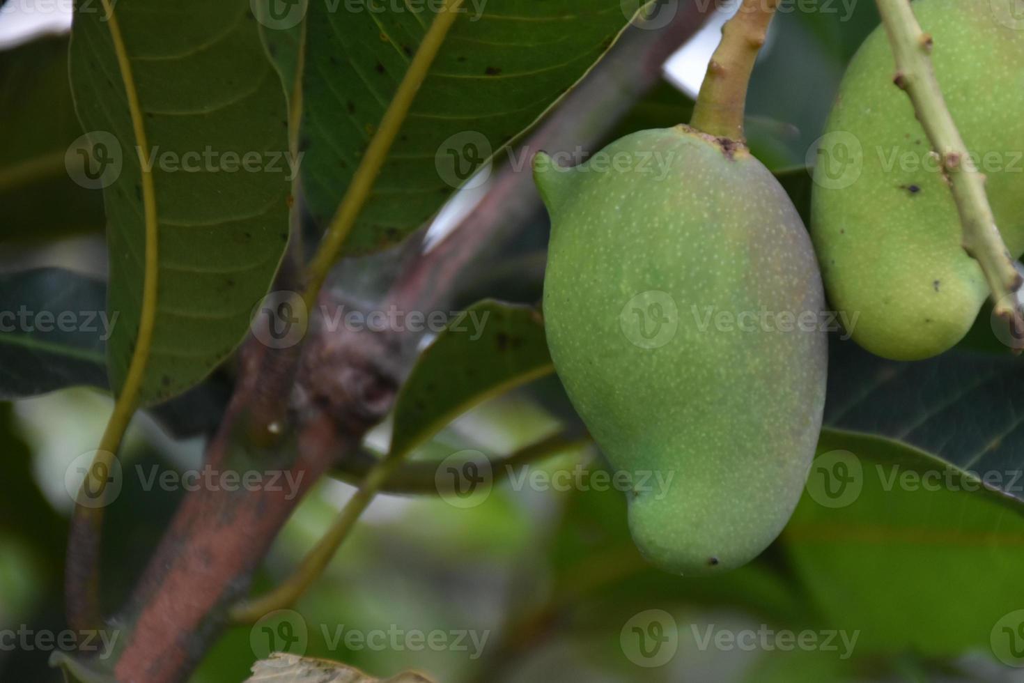 Mango on tree. Leaf tree mango. photo
