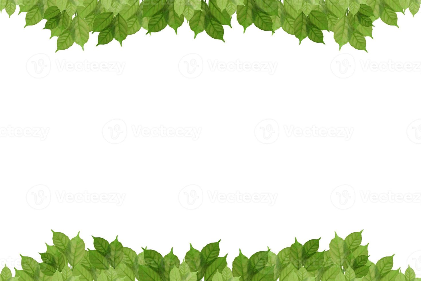 green leaf on isolated withe background. photo