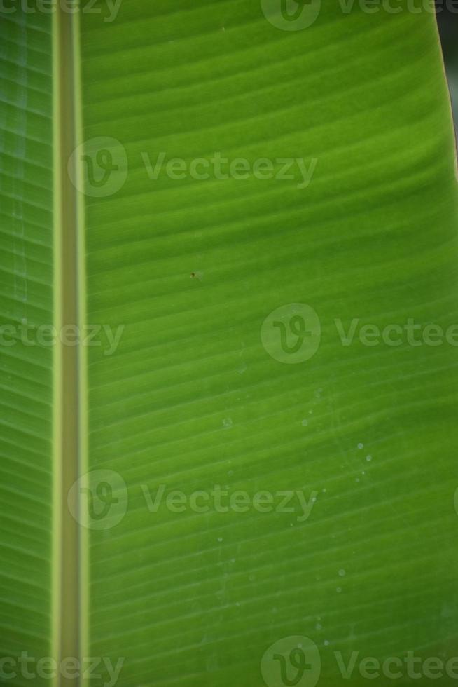 hoja de plátano sobre fondo blanco y aislado. foto