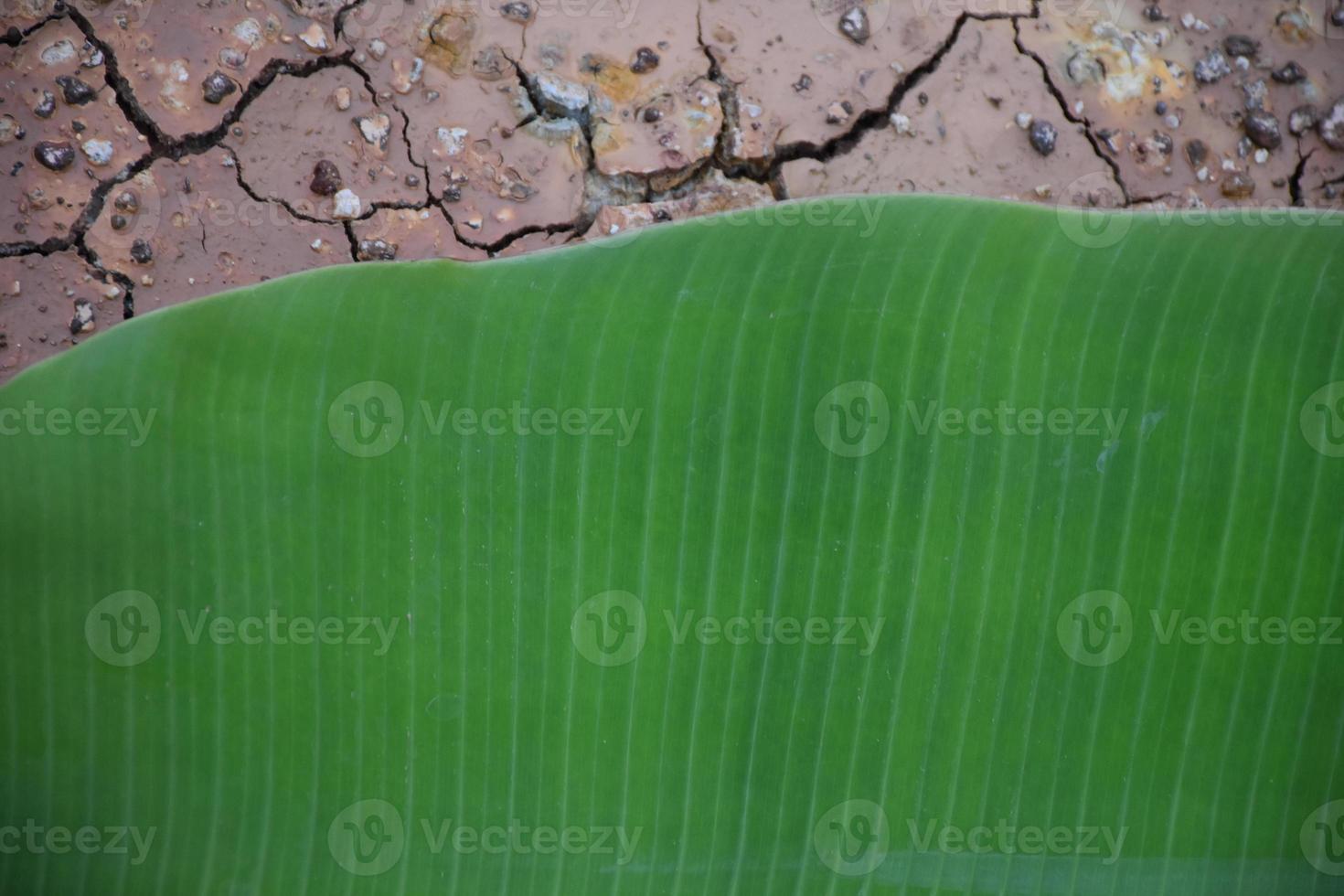 banana leaf on isolate and white background. photo