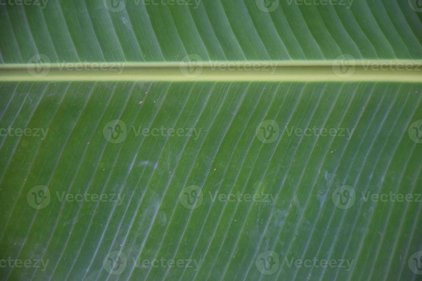 hoja de plátano sobre fondo blanco y aislado. foto