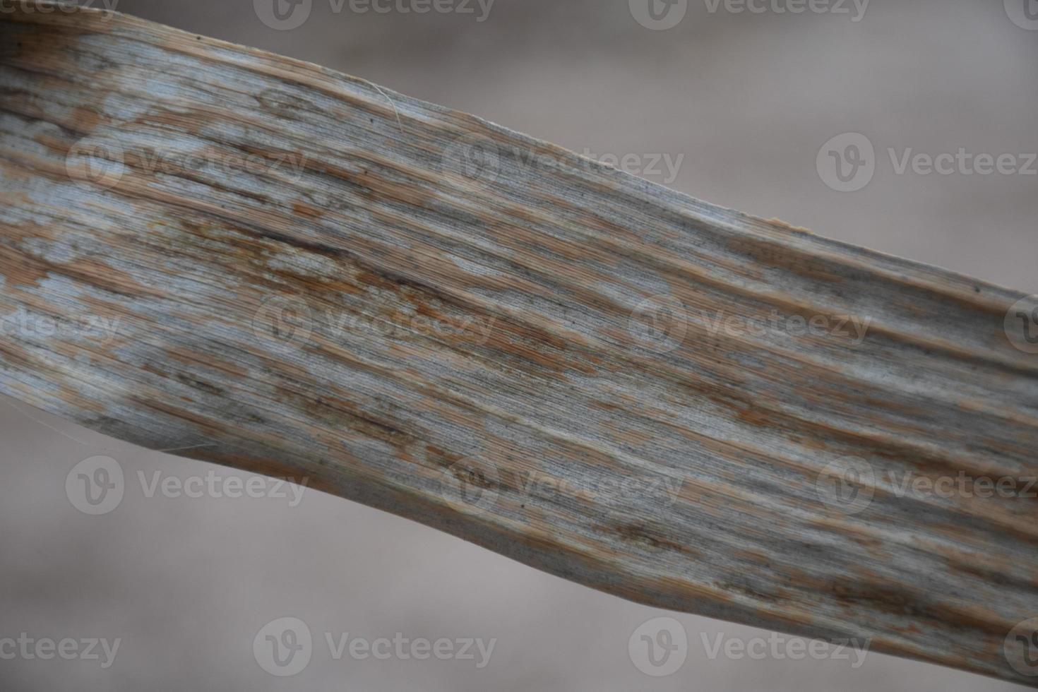 banana leaf on isolate and white background. photo