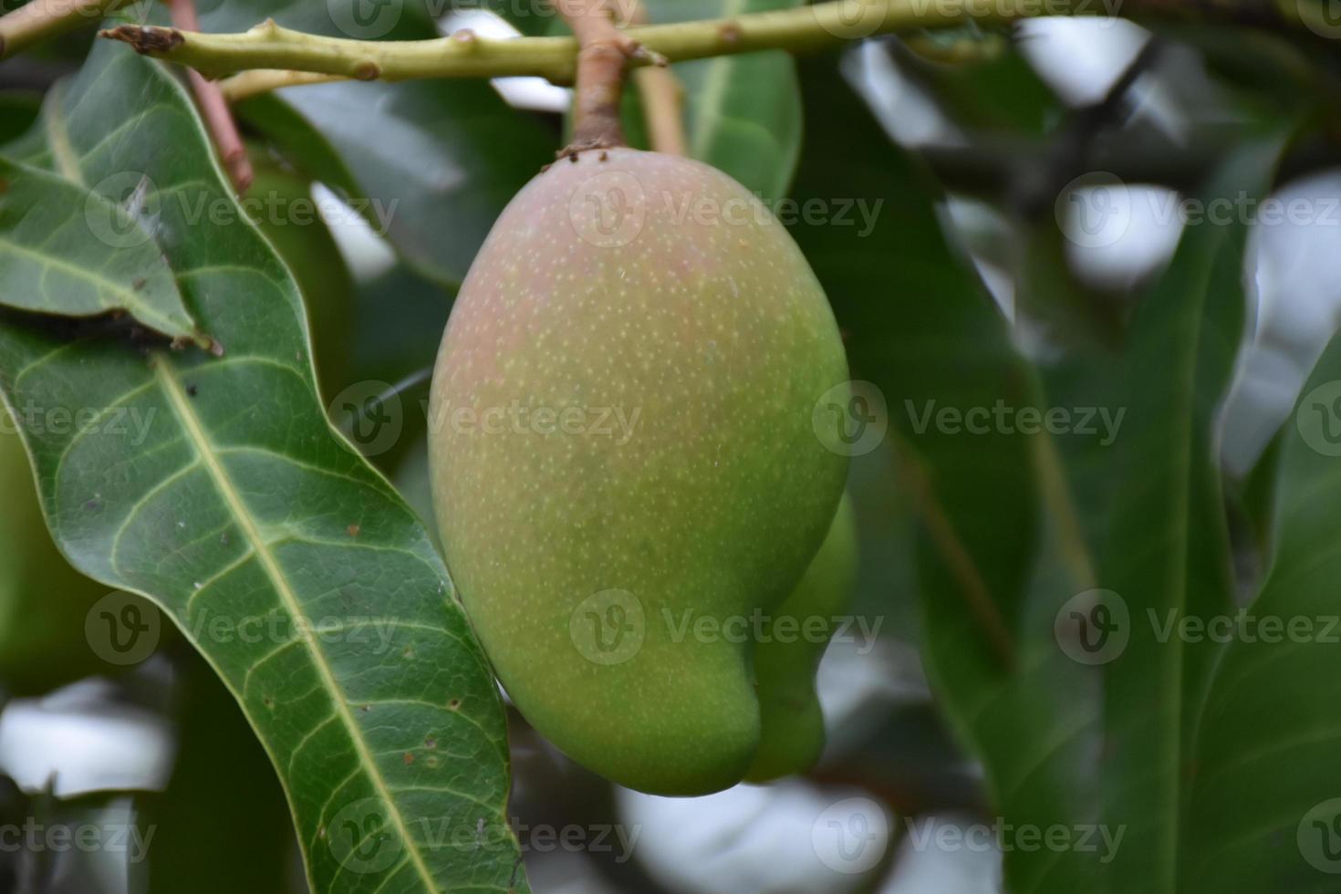 Mango on tree. Leaf tree mango. photo