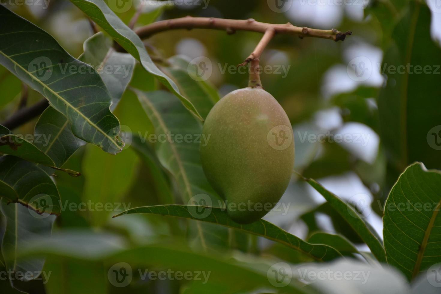 mango en el árbol. mango de árbol de hoja. foto