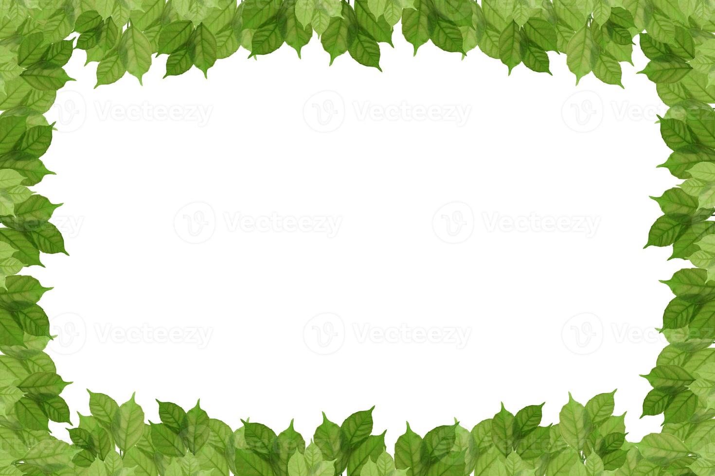 hoja verde sobre fondo blanco aislado. foto