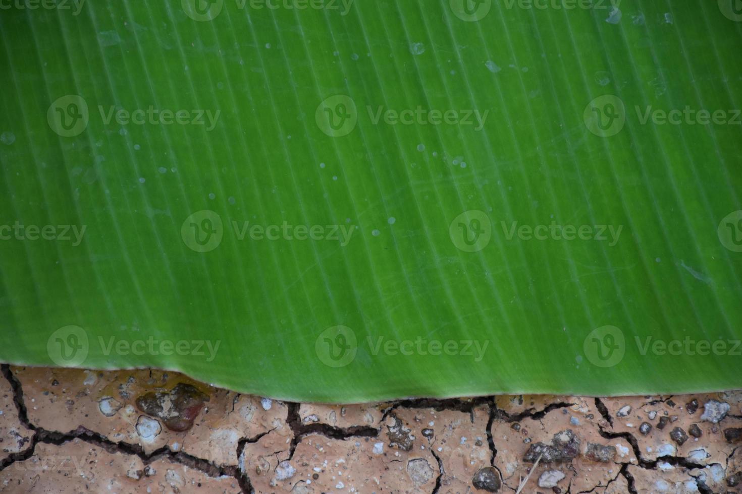 hoja de plátano sobre fondo blanco y aislado. foto