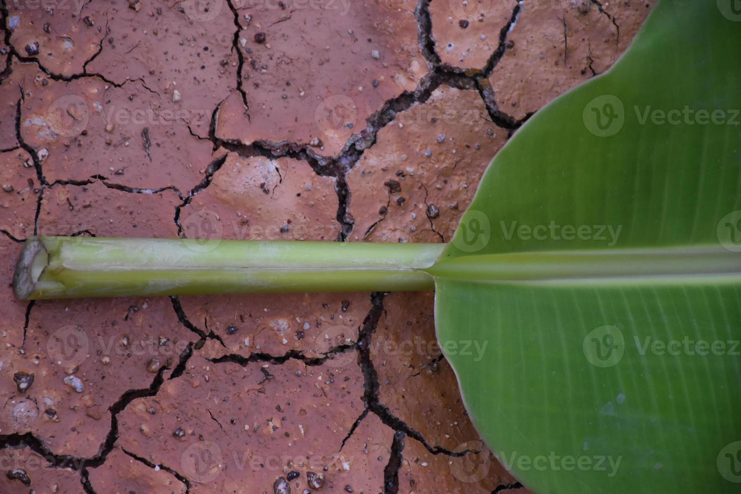 hoja de plátano sobre fondo blanco y aislado. foto