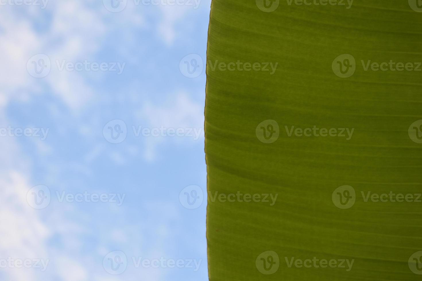 banana leaf on isolate and white background. photo