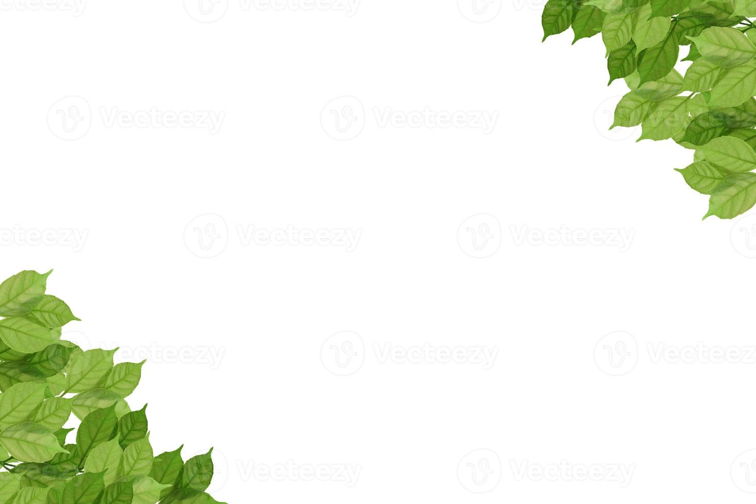 green leaf on isolated withe background. photo