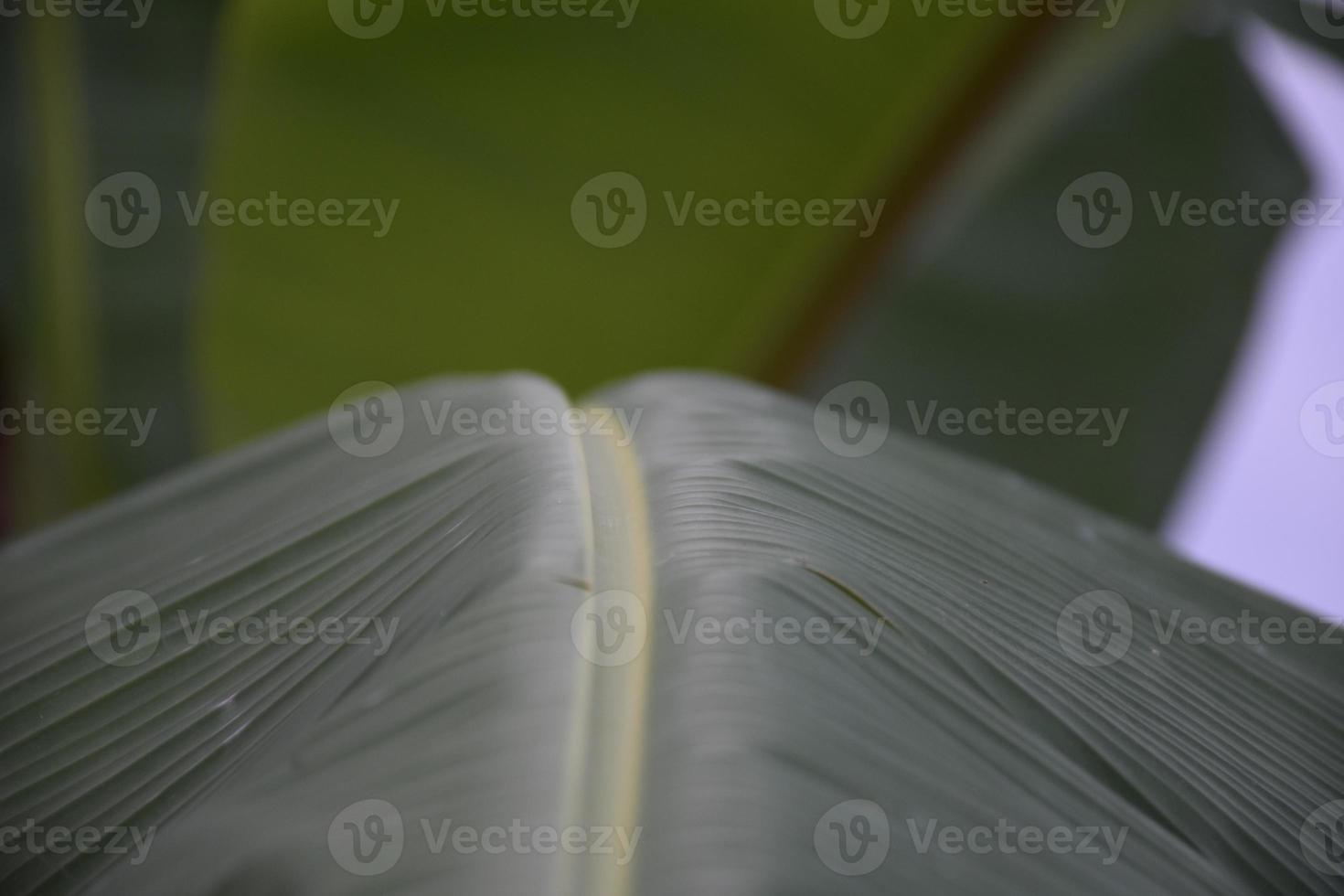 banana leaf on isolate and white background. photo