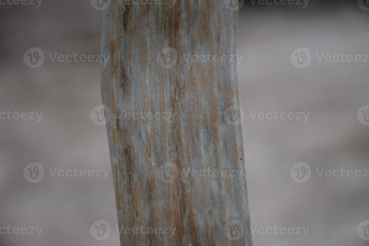 hoja de plátano sobre fondo blanco y aislado. foto