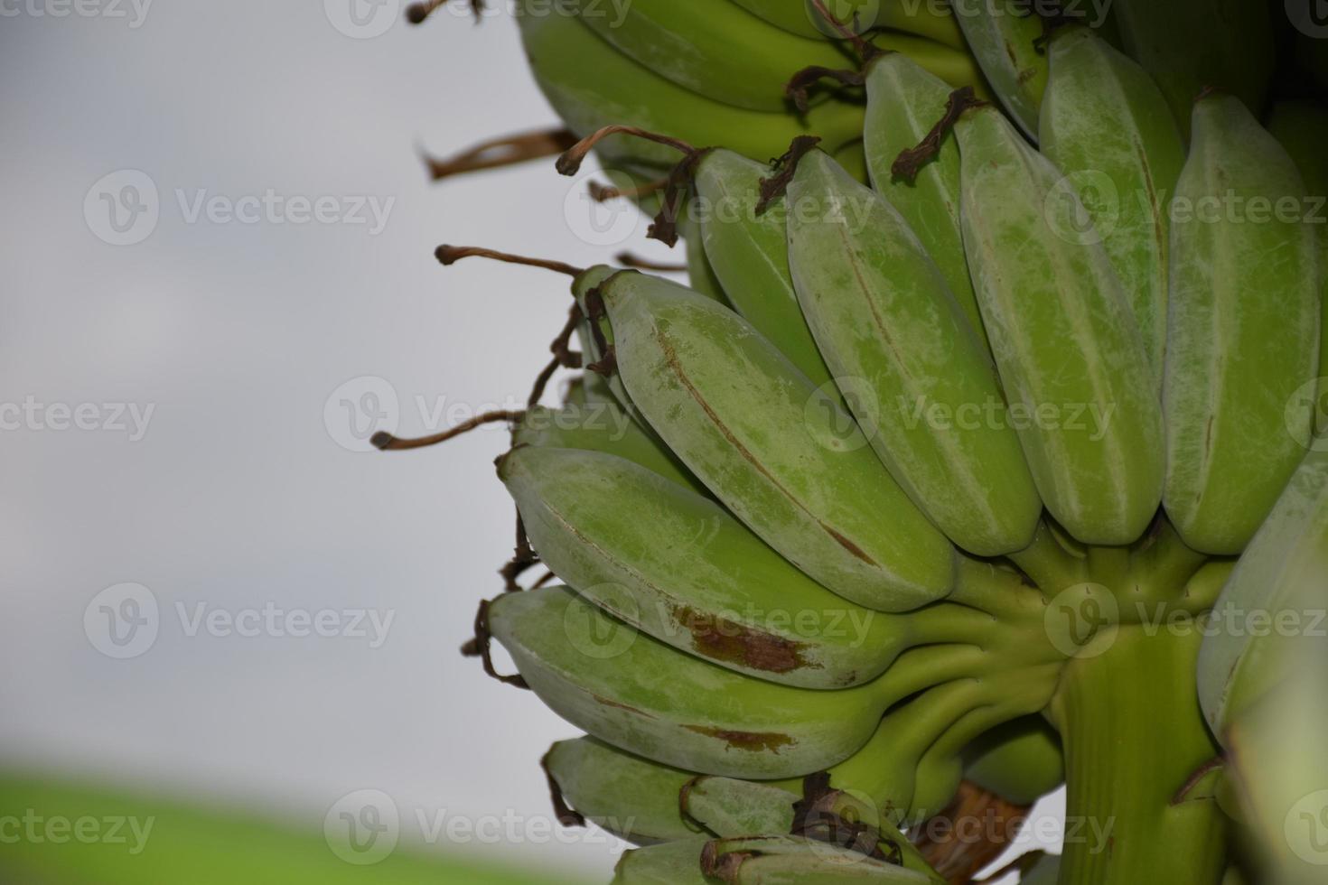 hoja de plátano sobre fondo blanco y aislado. foto