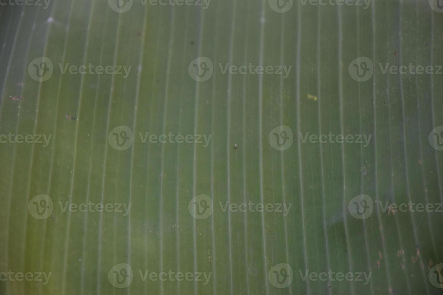 hoja de plátano sobre fondo blanco y aislado. foto