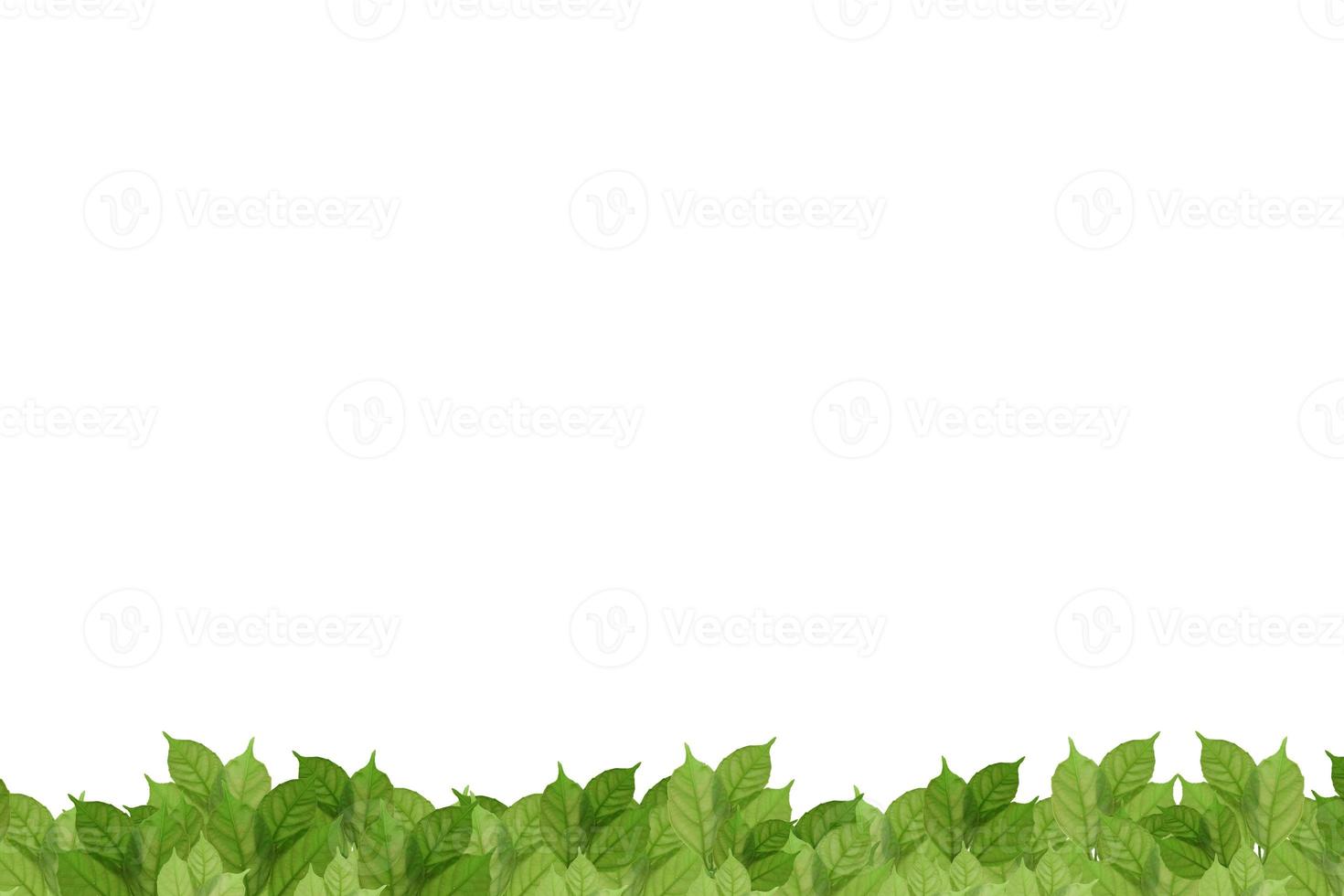 green leaf on isolated withe background. photo