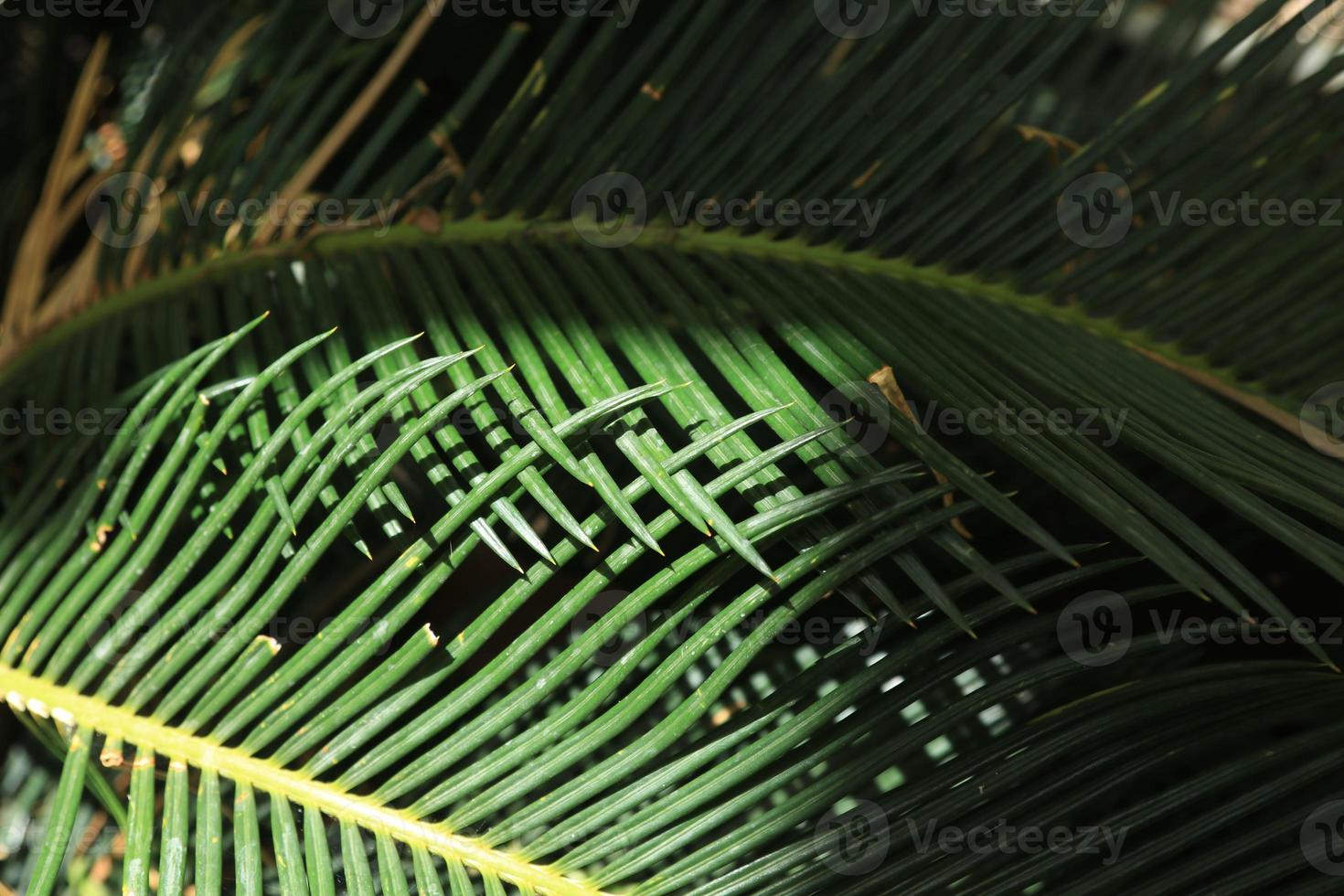 cycad - with small green leaves, is a plant that has a tuber and roots in the ground. It has pointed but beautiful leaves. It is planted for decorating the garden to be as beautiful as nature created. photo