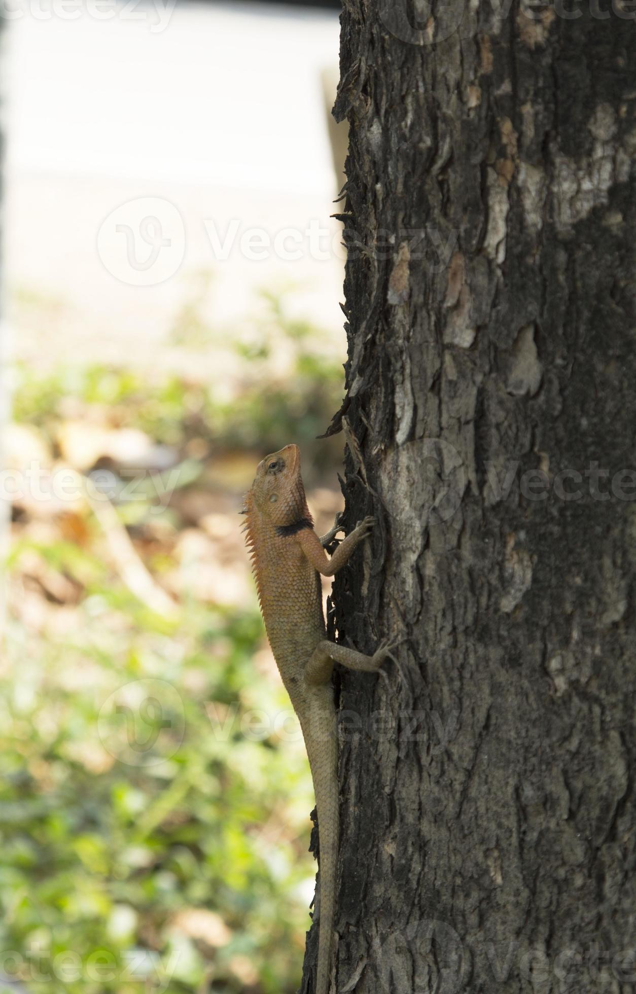 Lizards Reptiles and eat insects. Climbing trees in search of food to