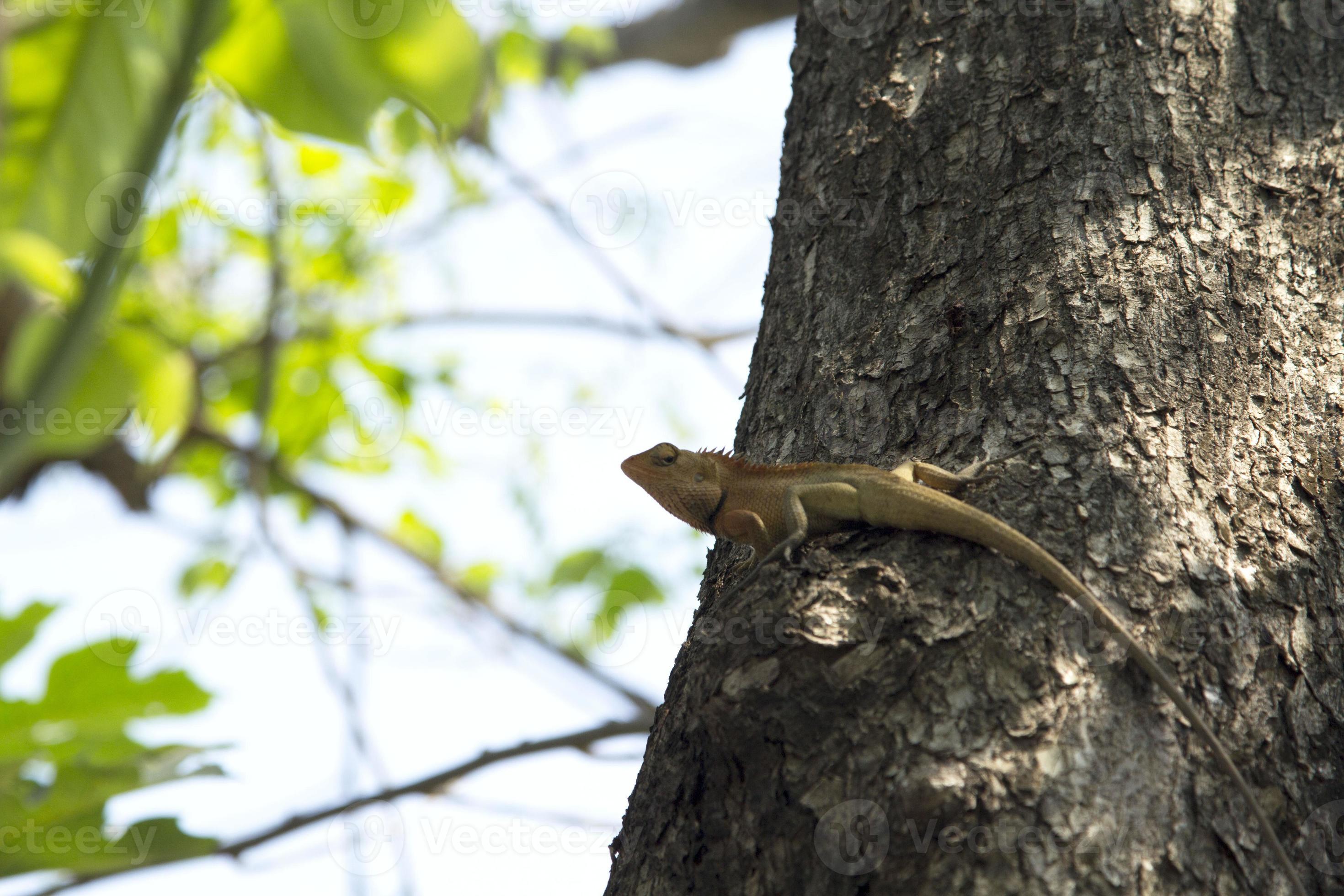 Lizards Reptiles and eat insects. Climbing trees in search of food to