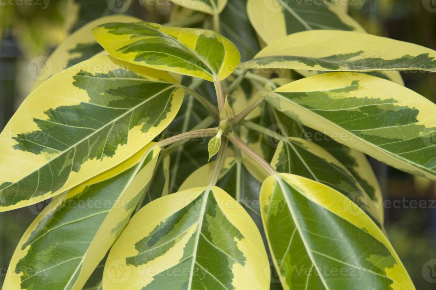 El árbol de caucho con manchas indias es un árbol con hermosas hojas  amarillas y verdes,