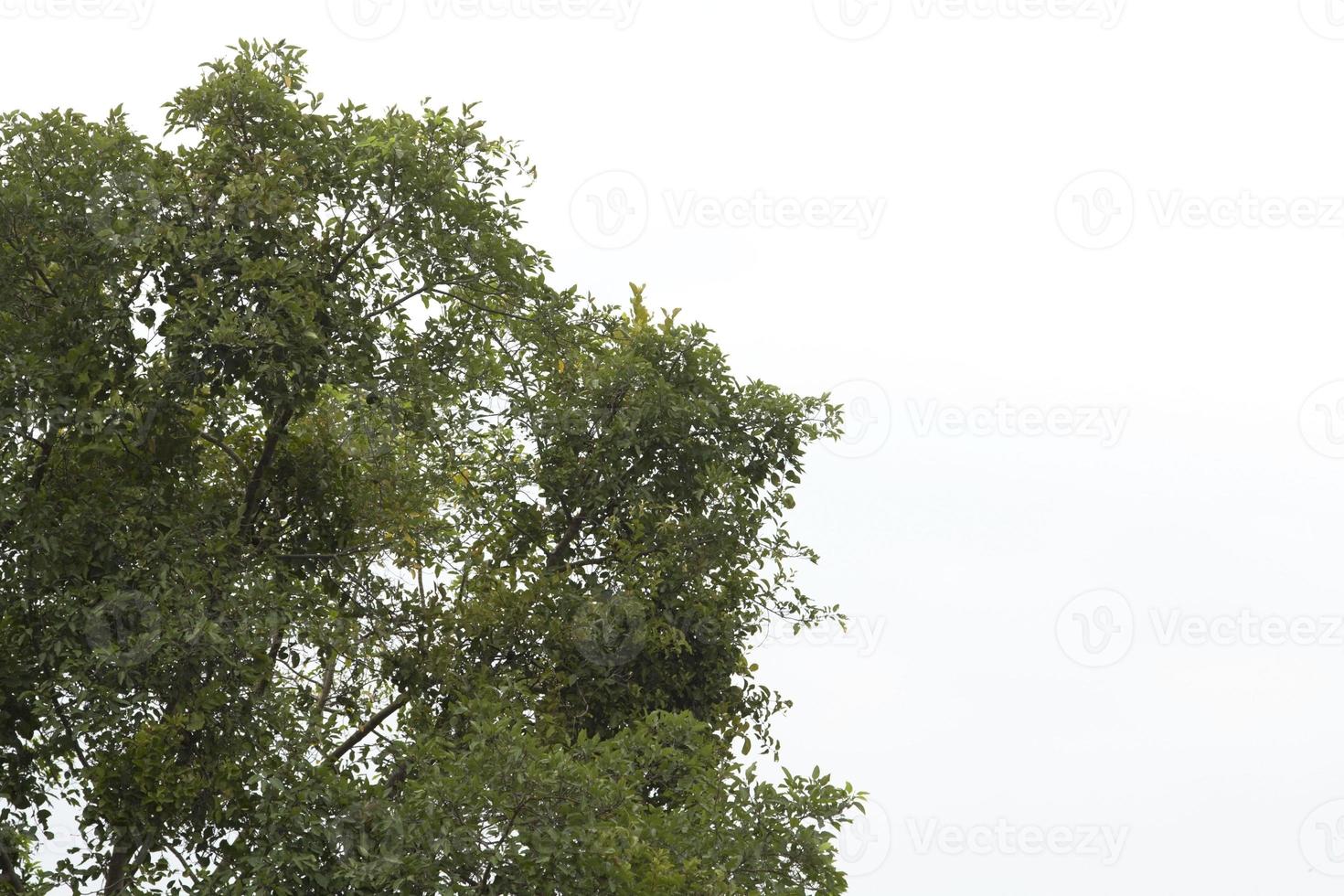 Tall rubber trees that grow naturally covered with green foliage and shade-shade trees. Used for making furniture and planting houses on a white background. photo