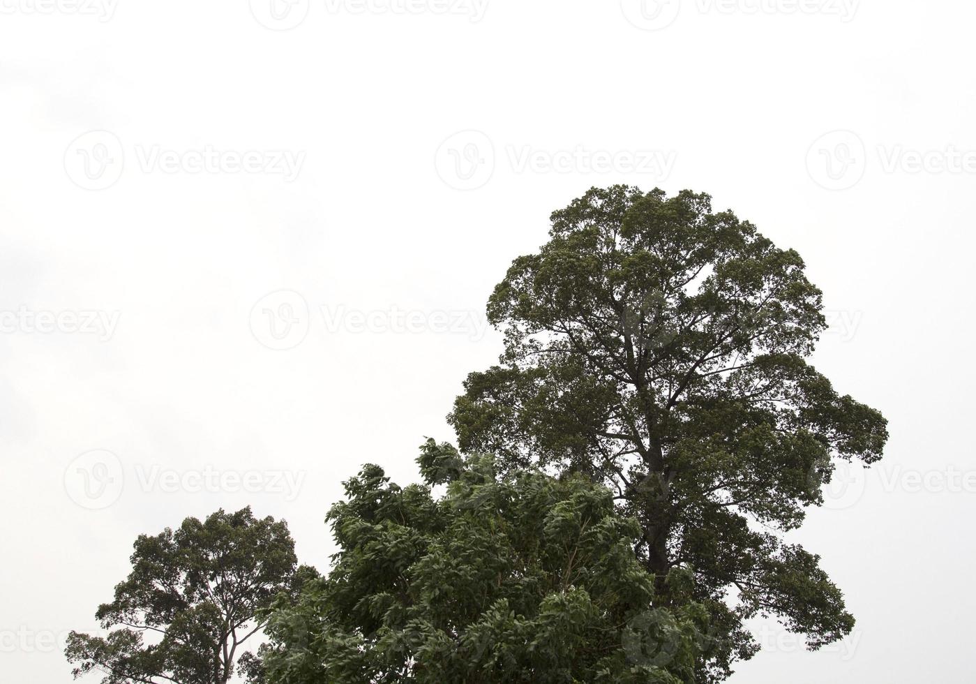 árboles altos de caucho que crecen naturalmente cubiertos de follaje verde  y árboles de sombra. utilizado para hacer muebles y plantar casas sobre un  fondo blanco. 10970404 Foto de stock en Vecteezy