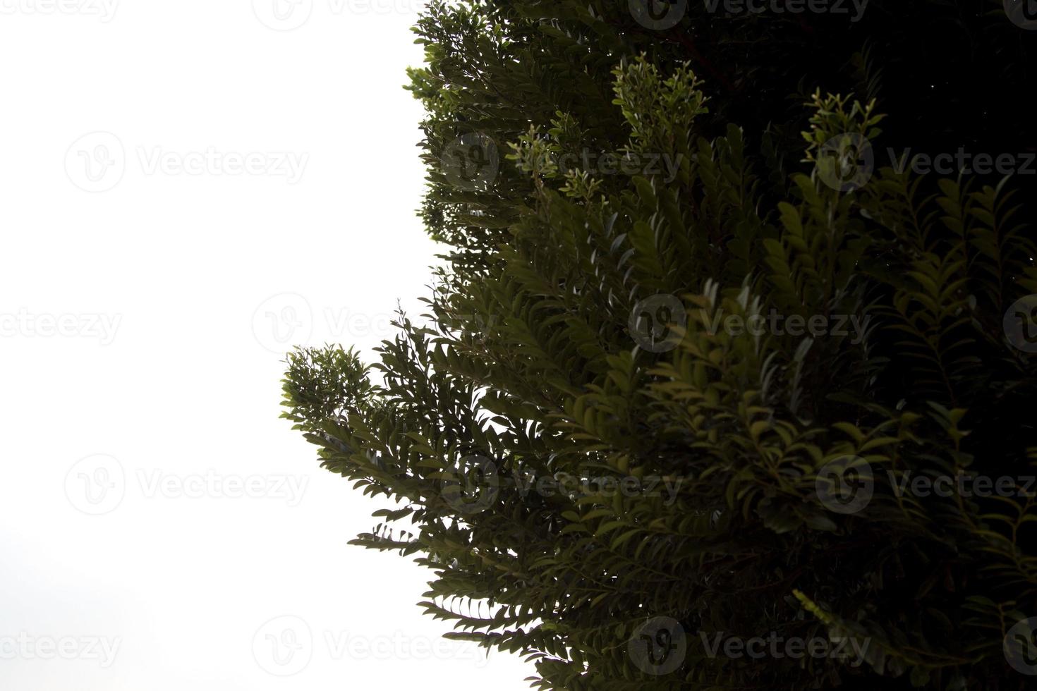 terminalia ivorensis- un árbol nativo de los bosques de África occidental. con muchas hojas pequeñas usadas para decorar jardines sombreados - sobre un fondo blanco foto