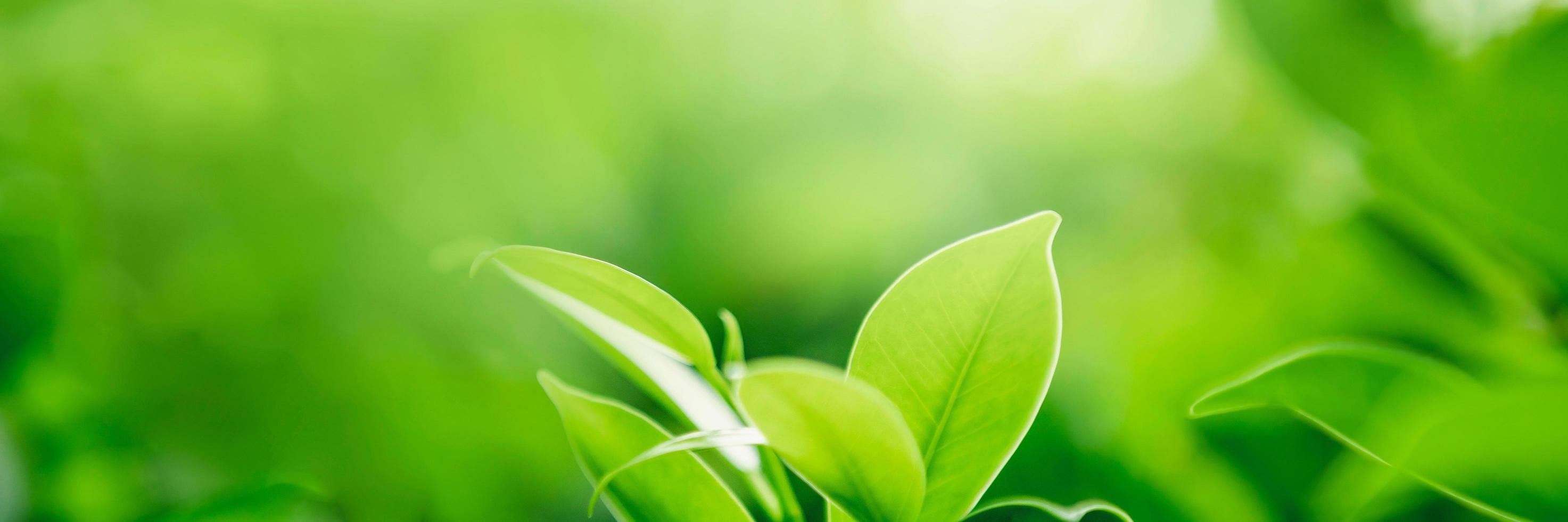 close-up  green leaves with blur green backgroun in nature photo