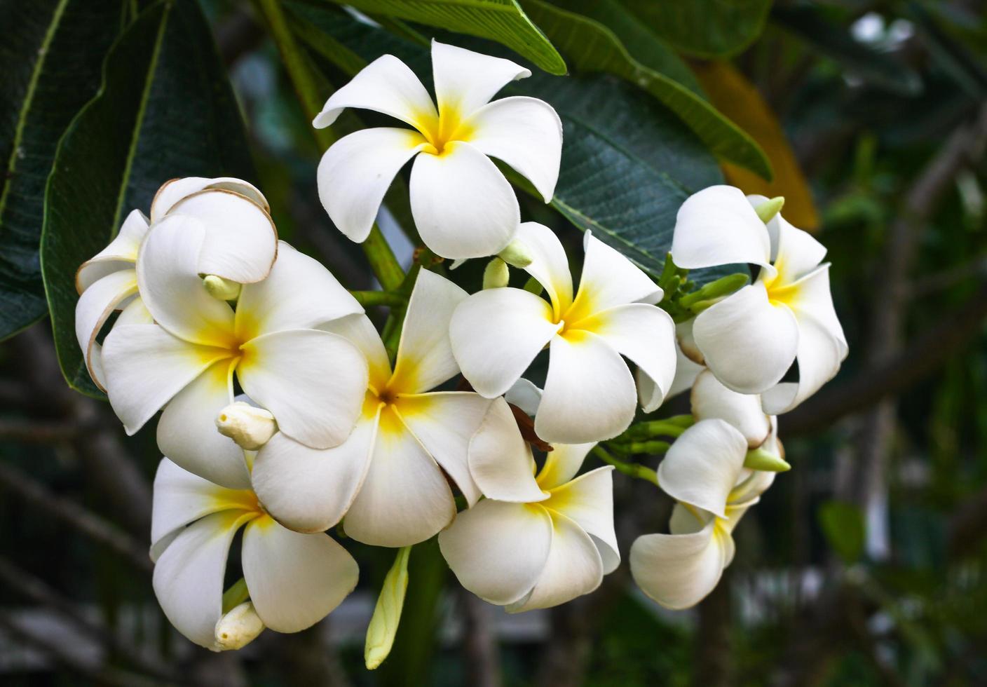 white and yellow frangipani flowers with leaves in background photo