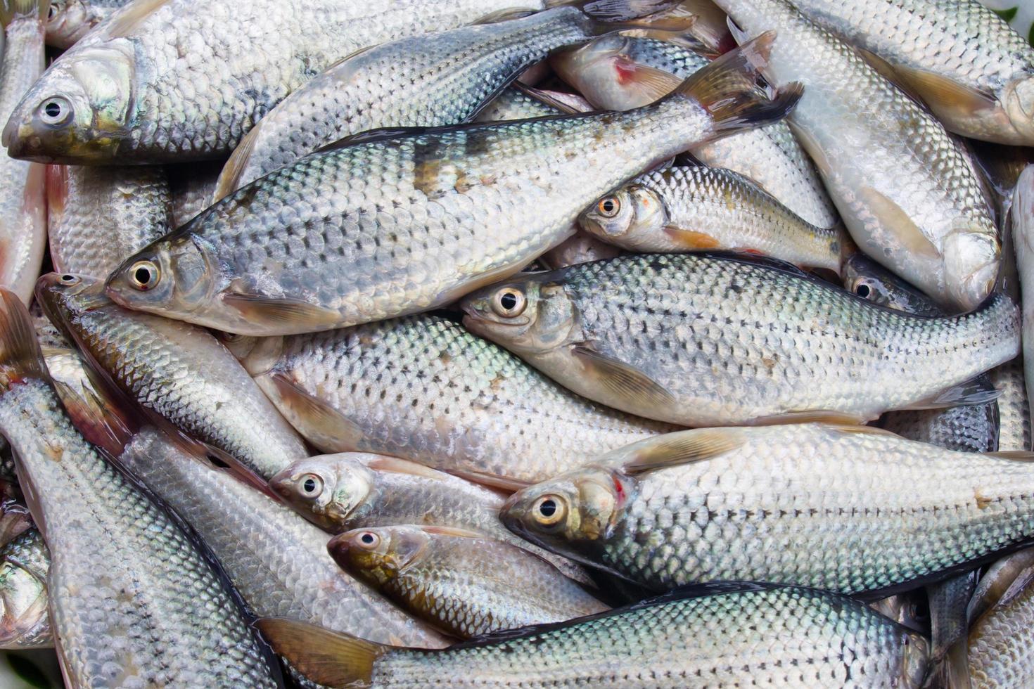 pescado fresco en el mercado foto